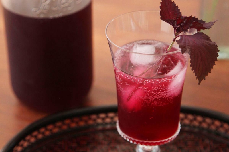 Giải đáp: Người bị huyết áp thấp có uống được lá tía tô không?