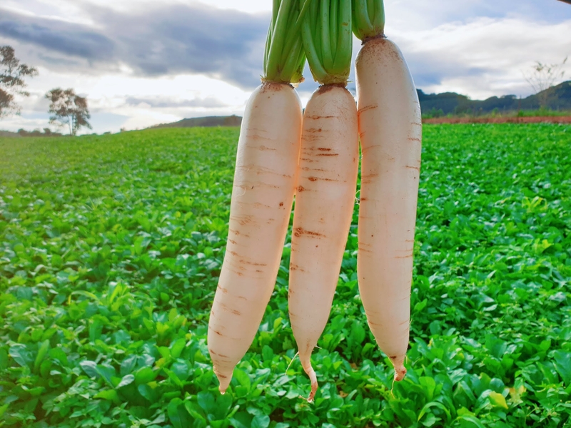 Giải đáp: Người tiểu đường có ăn được củ cải trắng không? 1