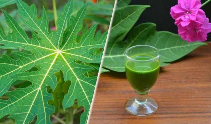 Giải đáp: Những ai không nên uống nước lá đu đủ? 3