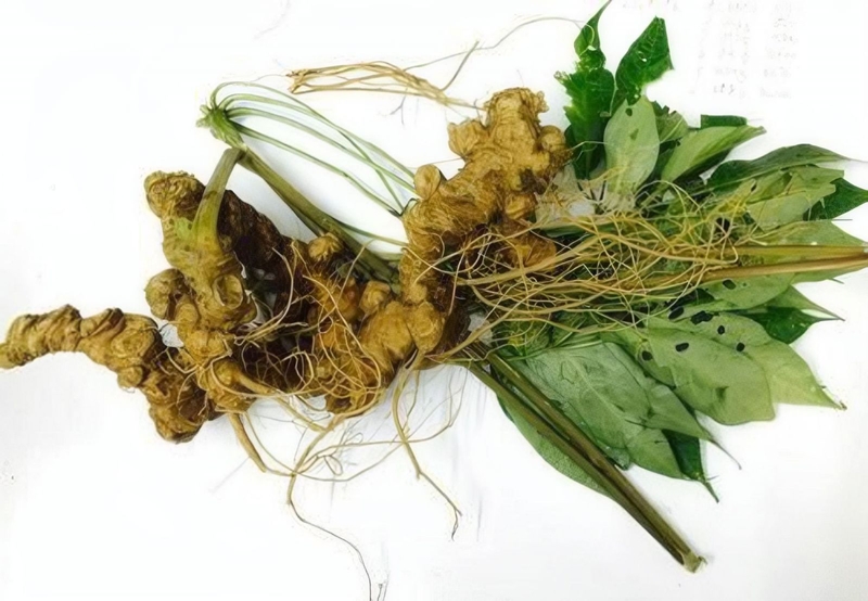 Giải đáp: Những người không nên dùng sâm ngọc linh? 1