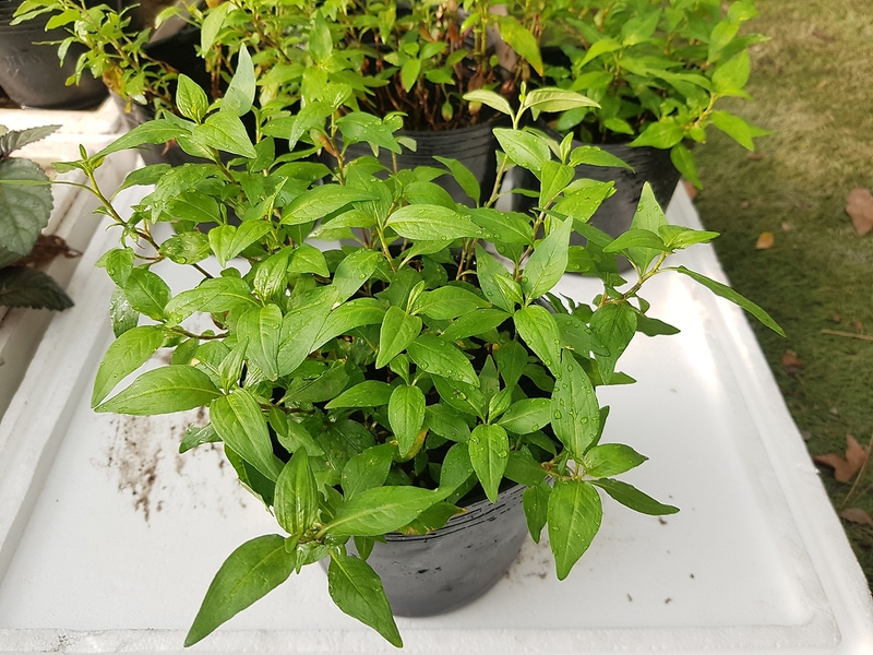 Giải đáp: Rau răm có tác dụng gì cho da mặt? 1