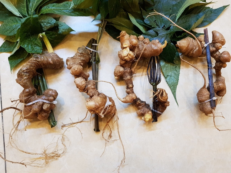 Giải đáp: Sâm Ngọc Linh ngâm mật ong để được bao lâu vẫn dùng tốt? 1