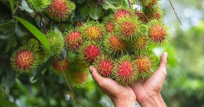 Giải đáp: Sau sinh có ăn được chôm chôm không? Những điều mẹ bầu cần lưu ý 2