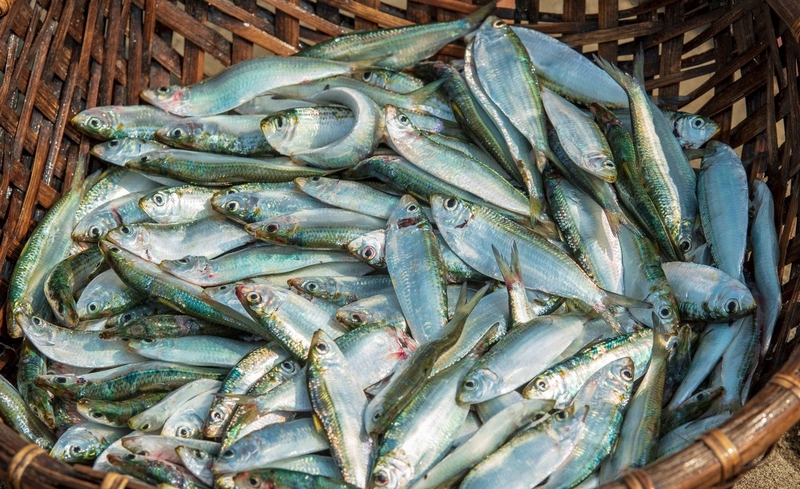 Giải đáp thắc mắc: Ăn cá trích sống có tốt không?4