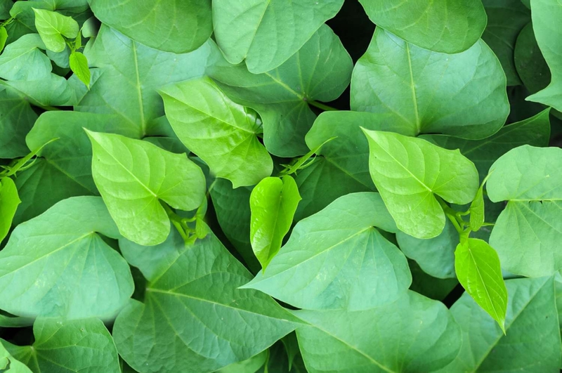 Giải đáp thắc mắc Ăn rau lang có bị lồi thịt không 1