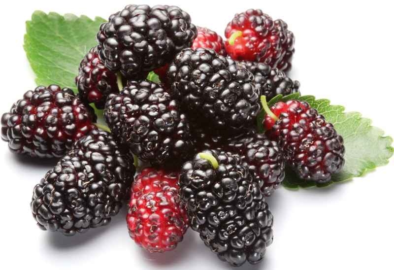 Khi mua dâu tằm, hãy chọn những quả thật ngon, chắc, không bị dập nát