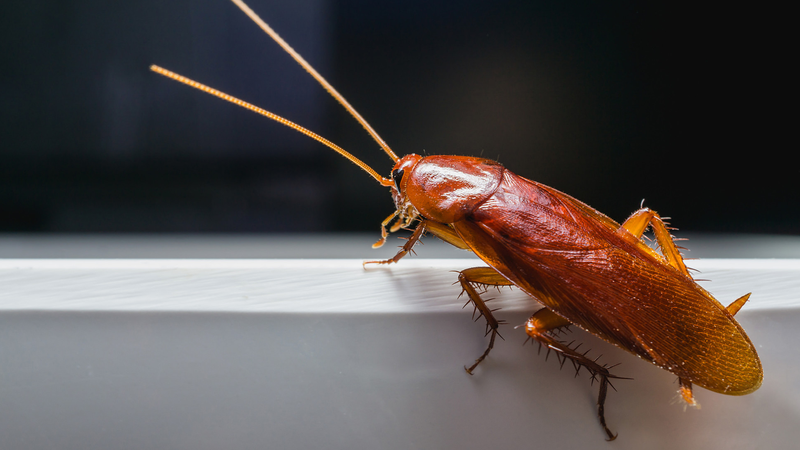 Giải đáp thắc mắc: Bị gián cắn có sao không? 1