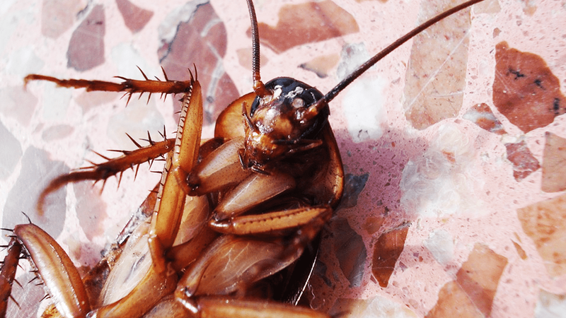 Giải đáp thắc mắc: Bị gián cắn có sao không? 4