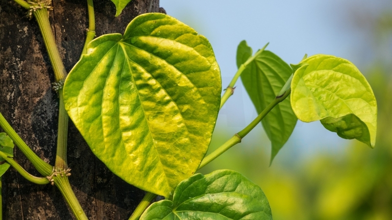 Giải đáp thắc mắc: Bị thuỷ đậu tắm lá trầu được không? 2