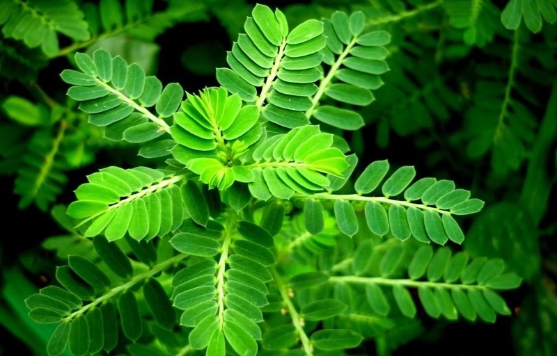 Giải đáp thắc mắc: Cây chó đẻ răng cưa có gây vô sinh không? 2