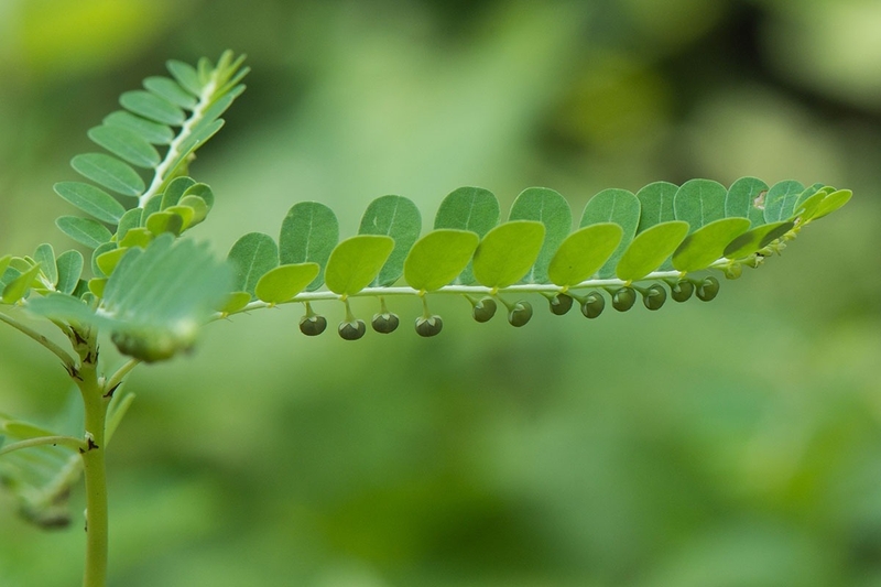 Giải đáp thắc mắc: Cây chó đẻ răng cưa có gây vô sinh không? 3