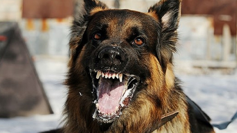 Giải đáp thắc mắc: Chó không bị dại cắn có sao không? 1