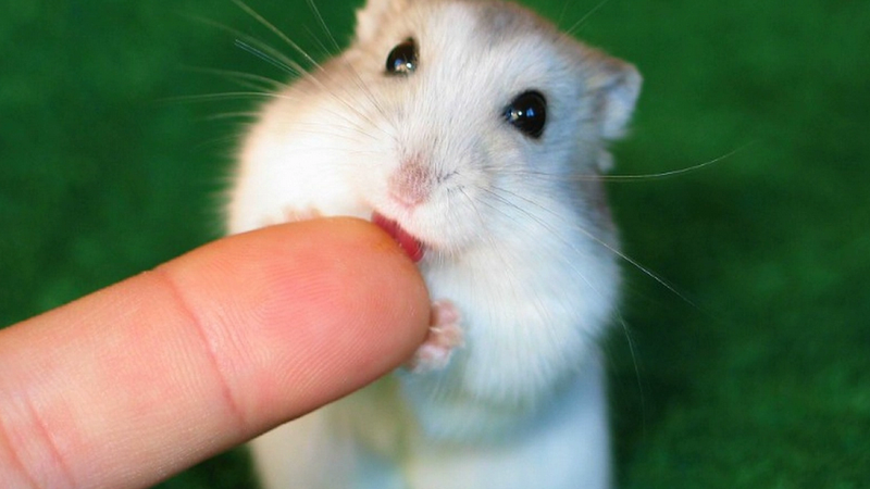 Giải đáp thắc mắc: Chuột hamster có bị dại không? 2