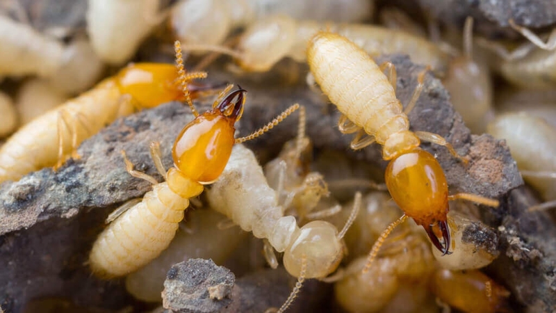 Giải đáp thắc mắc: Con mọt gỗ có cắn người không? 1