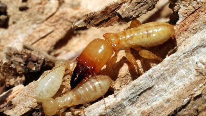 Giải đáp thắc mắc: Con mọt gỗ có cắn người không? 2