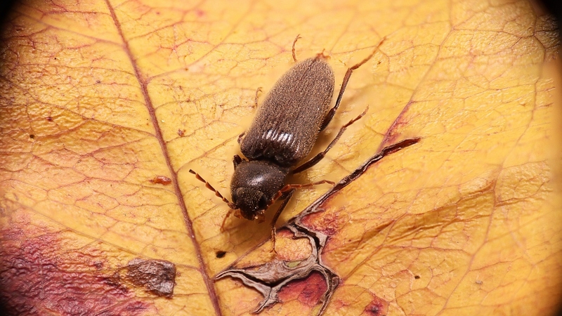 Giải đáp thắc mắc: Con mọt gỗ có cắn người không? 3