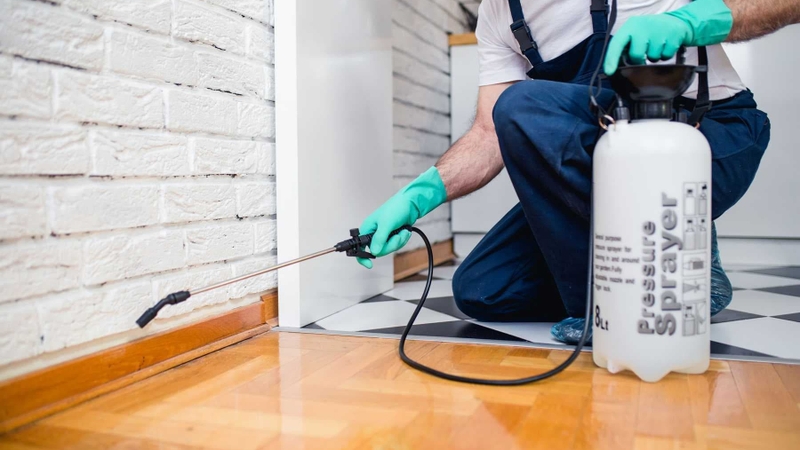 Giải đáp thắc mắc: Con mọt gỗ có cắn người không? 4