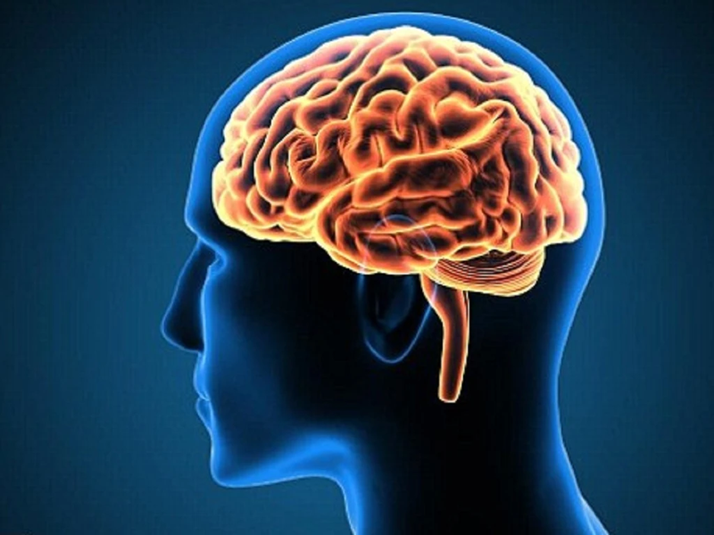 Con người có bao nhiêu tế bào não? 4