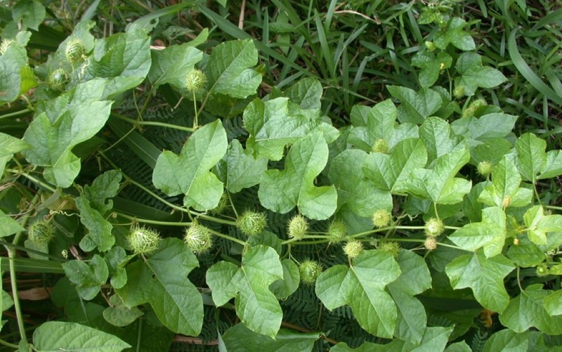 Giải đáp thắc mắc: Mẹ cho con bú uống nước cây lạc tiên có được không? 1