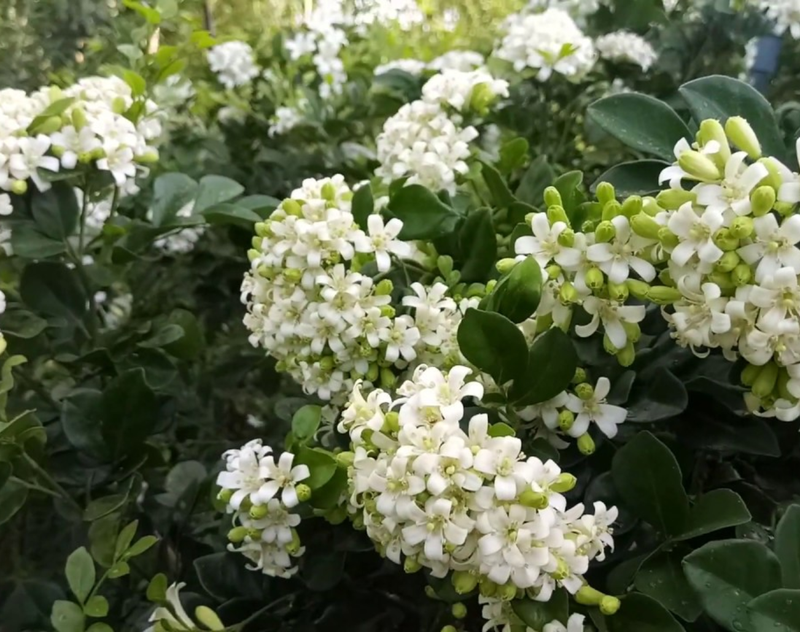 Giải đáp thắc mắc ngửi mùi hương hoa nguyệt quế có độc không? 1