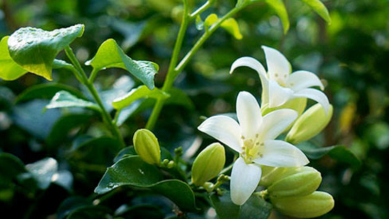 Giải đáp thắc mắc ngửi mùi hương hoa nguyệt quế có độc không? 2