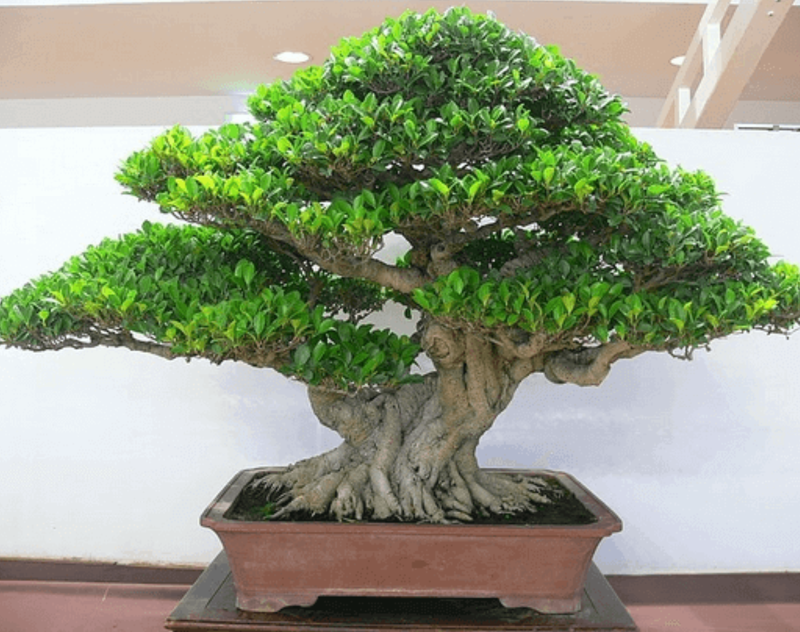 Giải đáp thắc mắc ngửi mùi hương hoa nguyệt quế có độc không? 3