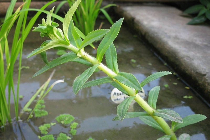 Giải đáp thắc mắc: “Rau đắng có phải rau ngổ không?” 2