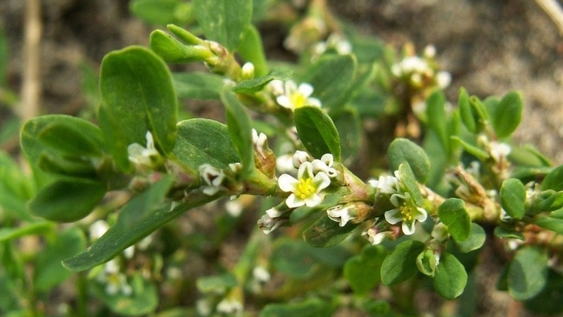 Giải đáp thắc mắc: “Rau đắng có phải rau ngổ không?” 1