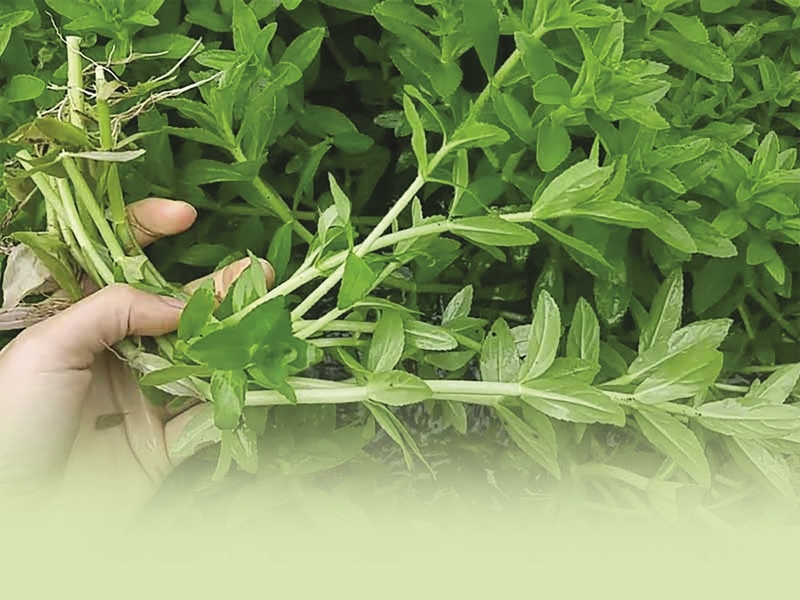 Giải đáp thắc mắc: Rau ngò om trị bệnh huyết trắng có thật sự hiệu quả không? 2