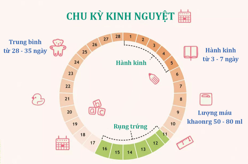 Giải đáp thắc mắc: Sau chọc hút trứng bao lâu thì có kinh? 3