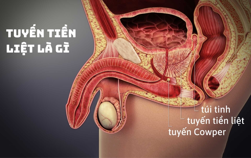 Giải đáp thắc mắc: Sinh thiết tuyến tiền liệt bao lâu có kết quả? 1