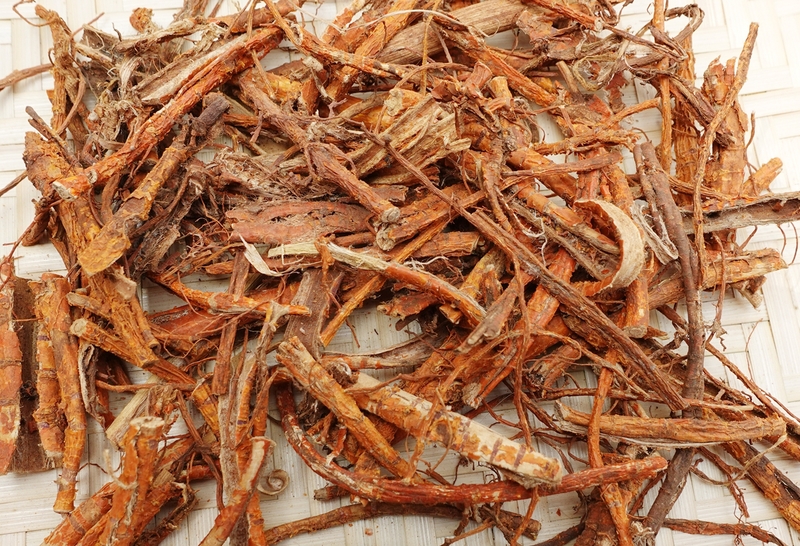 Giải đáp thắc mắc: Tang bạch bì có tác dụng gì?