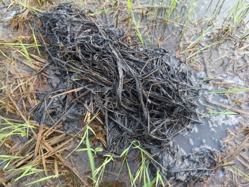 Giải đáp thắc mắc: Thế nào là ngộ độc hữu cơ?1