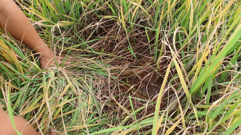 Giải đáp thắc mắc: Thế nào là ngộ độc hữu cơ?2