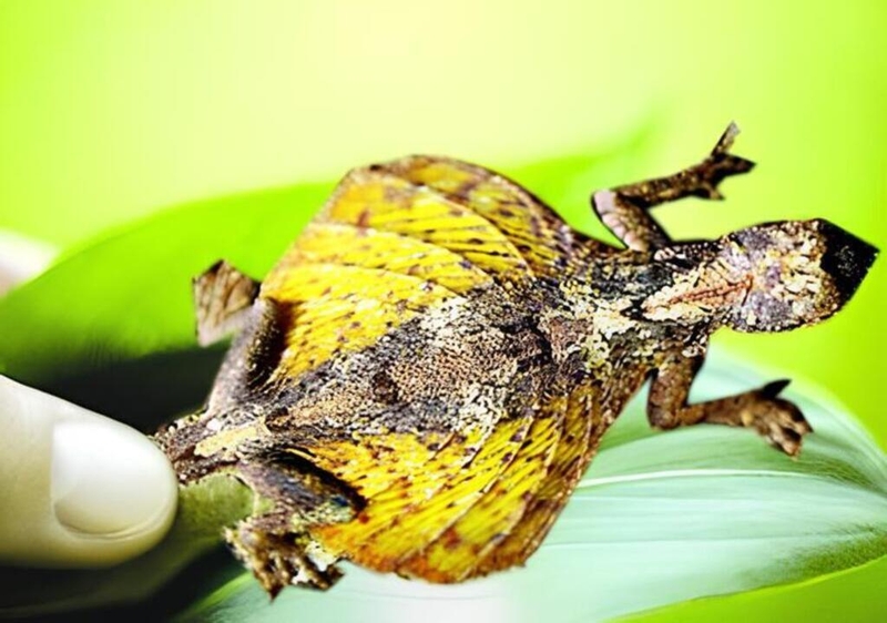 Giải đáp thắc mắc: Thực hư về tắc kè bay trị hen suyễn có thật sự hiệu quả? 2