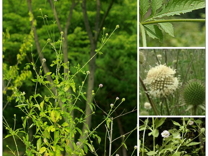 giai-dap-thac-mac-tuc-doan-co-tac-dung-gi-doi-voi-suc-khoe 1.jpg