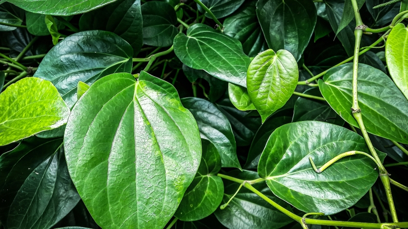 Uống nước dừa với lá trầu không có hại không 1