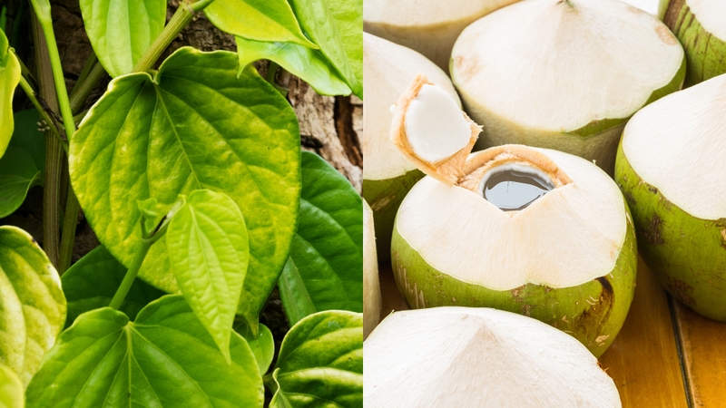 Uống nước dừa với lá trầu không có hại không 2