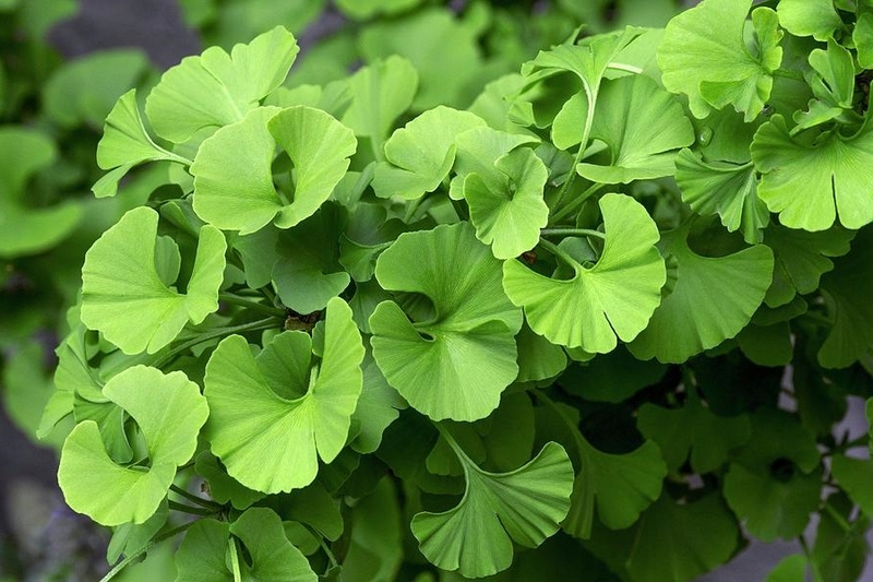 Ginkgo biloba còn gọi là bạch quả.