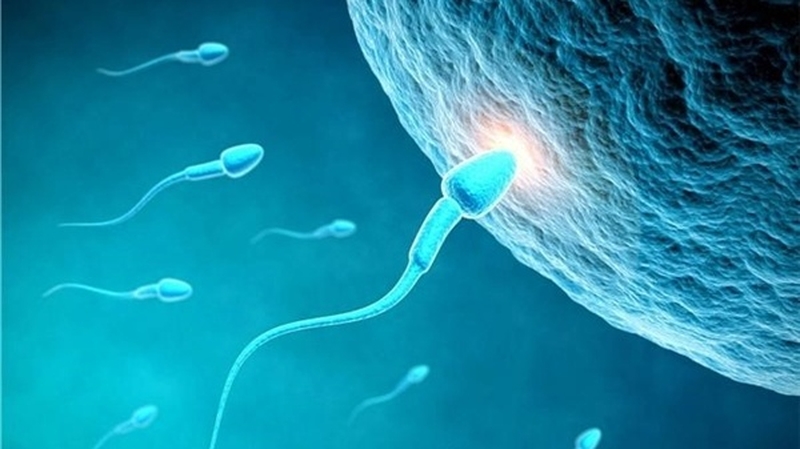 Tinh trùng bình thường có đuôi dài và đầu hình oval