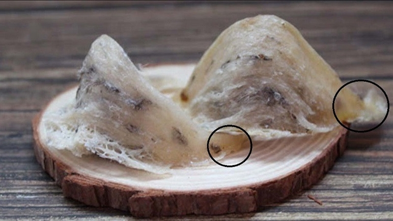 Giải đáp: Tổ yến và chân yến cái nào tốt hơn? 3