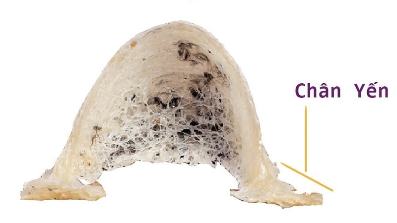 Giải đáp: Tổ yến và chân yến cái nào tốt hơn? 1