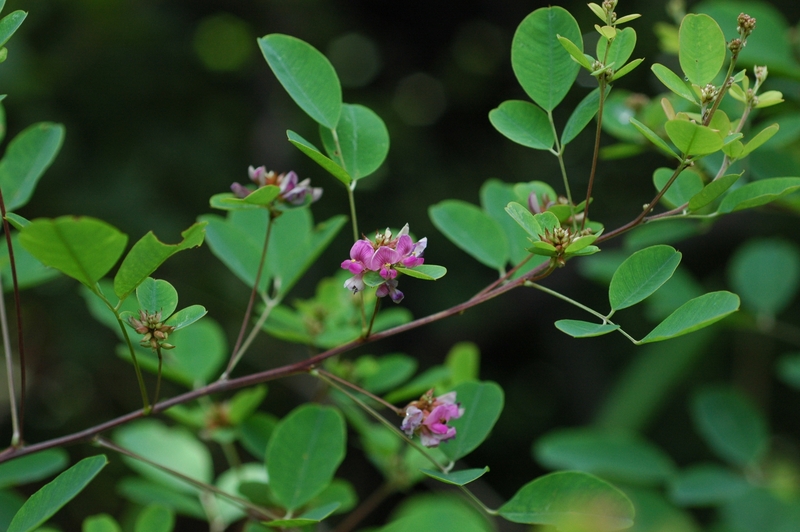 Giải đáp: Trà kim tiền thảo có tác dụng gì? 1