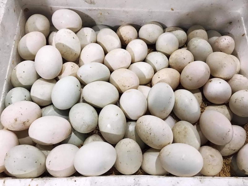 Cách bảo quản trứng vịt lộn sống hiệu quả nhất là ở những nơi nhiệt độ càng gần 37 độ càng tốt