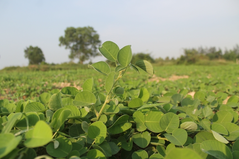 Giải đáp: Uống kim tiền thảo có tác dụng phụ không? 1