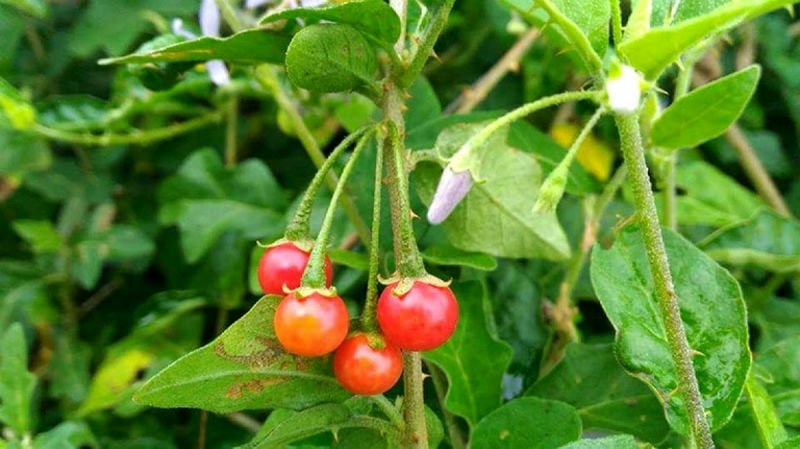 Cây cà gai leo&nbsp;Việt Nam còn được gọi với các tên&nbsp;khác như: Cà lu, cà gai dây, cà cảnh,…