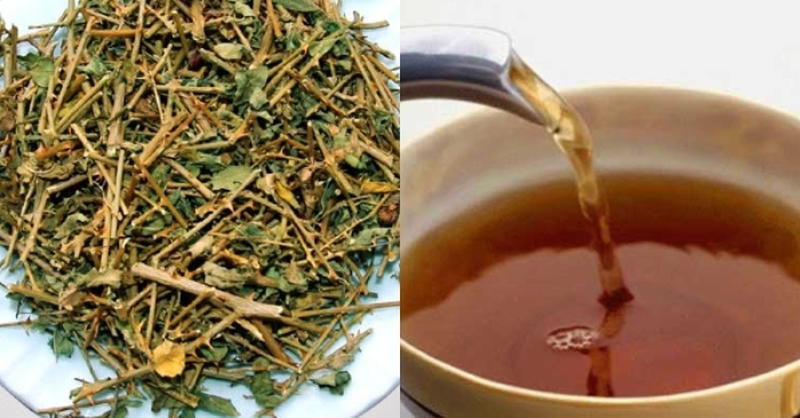 Sử dụng cây cà gai leo làm thuốc giúp cải thiện hệ thống miễn dịch và các triệu chứng của bệnh viêm gan