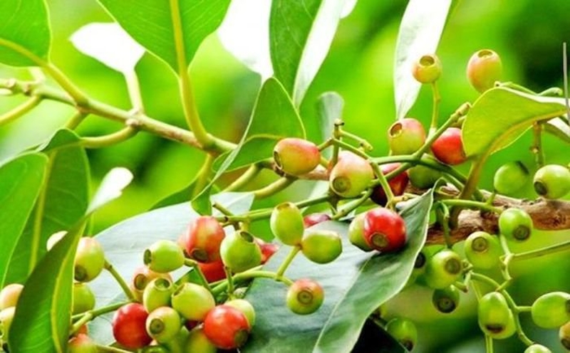 Cây vối thường được tìm thấy ở nhiều nước Châu Á như: Trung Quốc, Việt Nam, Lào, Campuchia,…