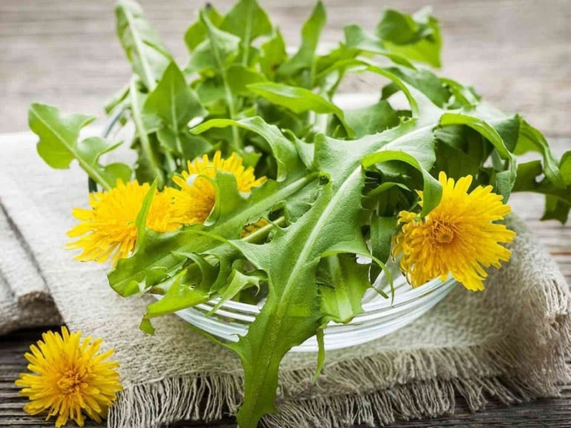 Giải đáp: Uống trà bồ công anh mỗi ngày có tốt không? 3