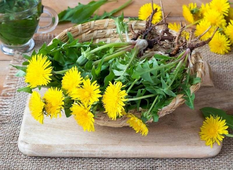 Giải đáp: Uống trà bồ công anh mỗi ngày có tốt không? 1